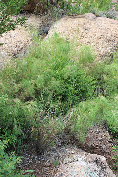  Muhlenbergia dumosa